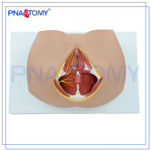 Modelo Perineum Feminino Avançado PNT-0361, Anatomical Reproductive Organ Model